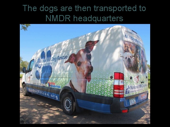 The dogs are then transported to NMDR headquarters 13 