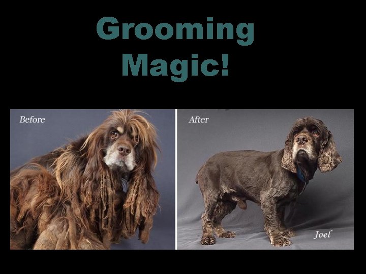 Grooming Magic! 15 