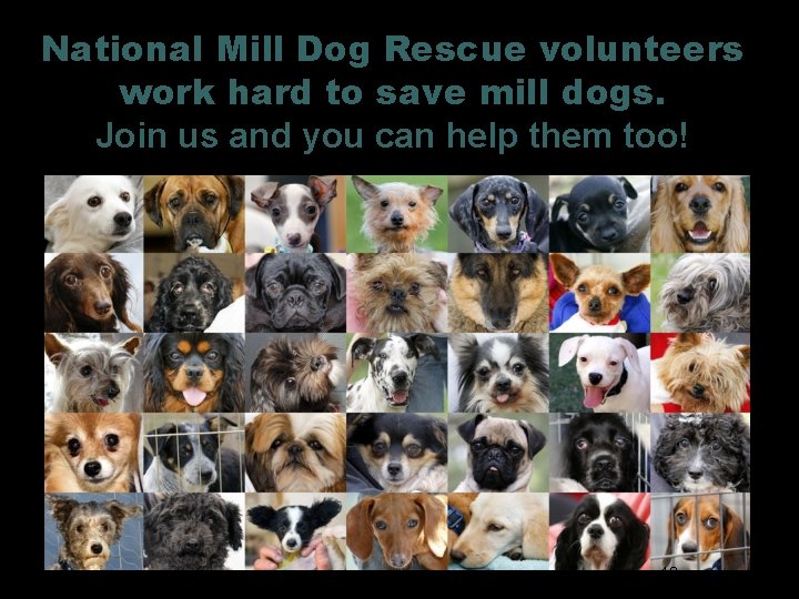 National Mill Dog Rescue volunteers work hard to save mill dogs. Join us and