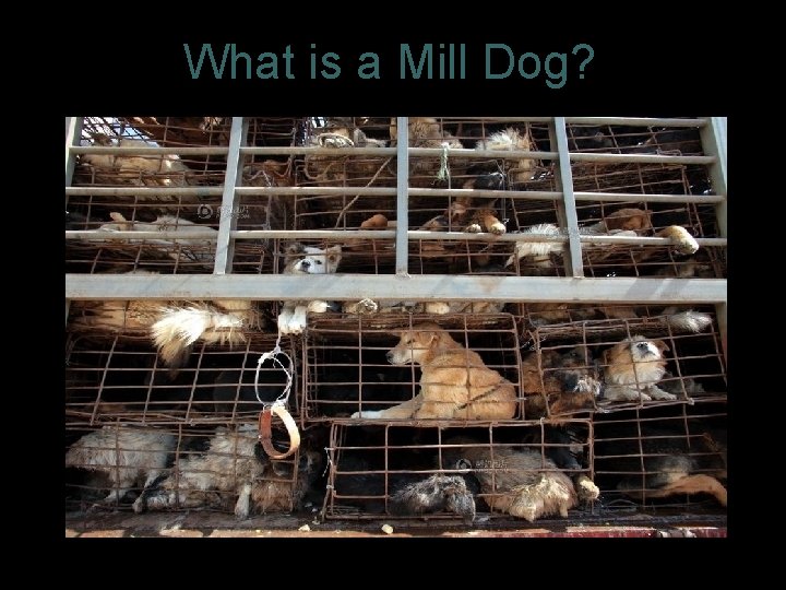 What is a Mill Dog? 3 