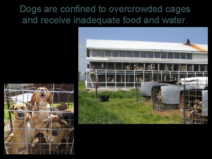 Dogs are confined to overcrowded cages and receive inadequate food and water. 4 