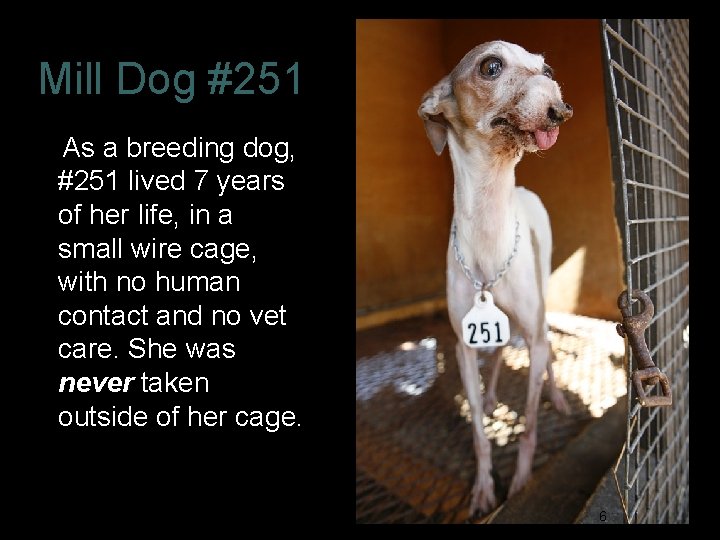 Mill Dog #251 As a breeding dog, #251 lived 7 years of her life,