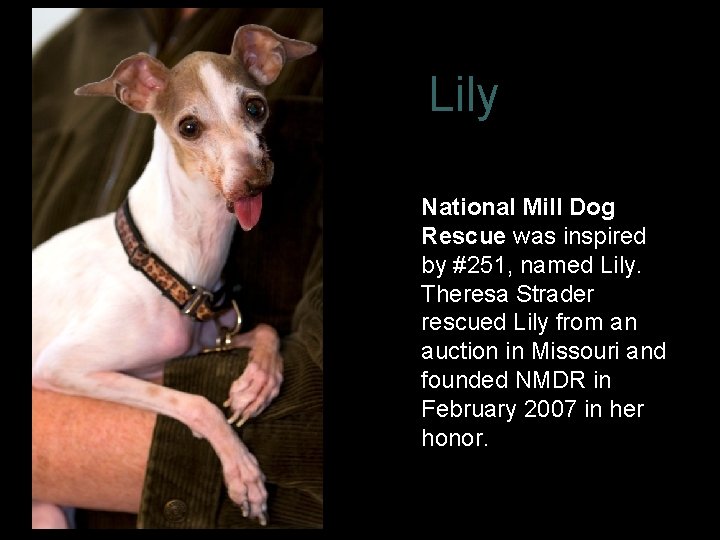 Lily National Mill Dog Rescue was inspired by #251, named Lily. Theresa Strader rescued