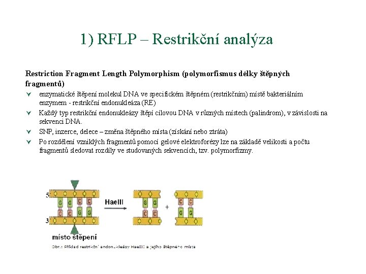 1) RFLP – Restrikční analýza Restriction Fragment Length Polymorphism (polymorfismus délky štěpných fragmentů) Ú