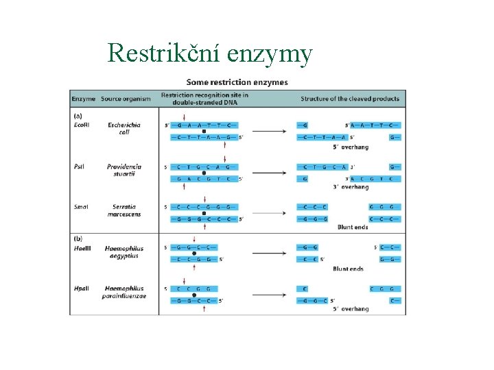 Restrikční enzymy 