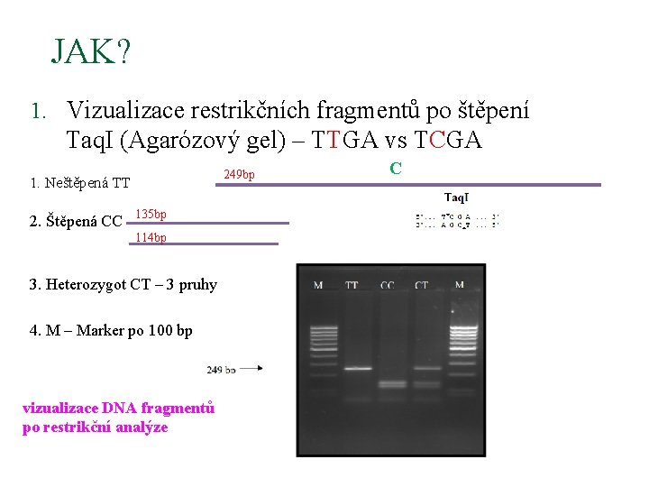 JAK? 1. Vizualizace restrikčních fragmentů po štěpení Taq. I (Agarózový gel) – TTGA vs