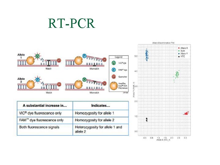 RT-PCR 