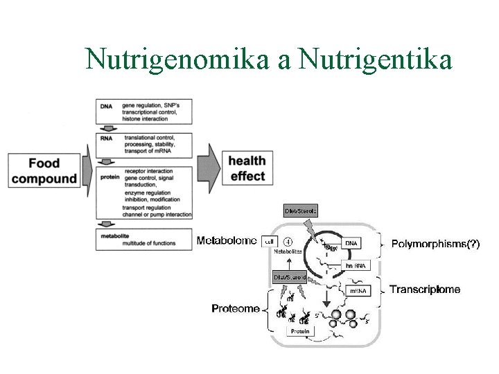 Nutrigenomika a Nutrigentika 