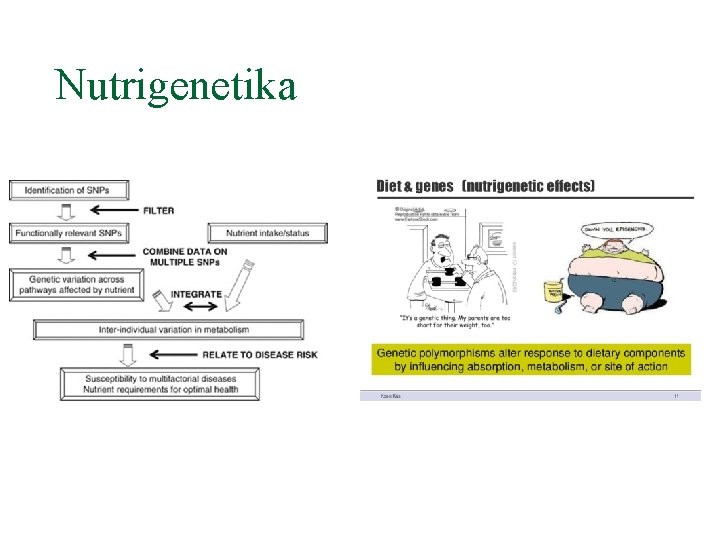 Nutrigenetika 