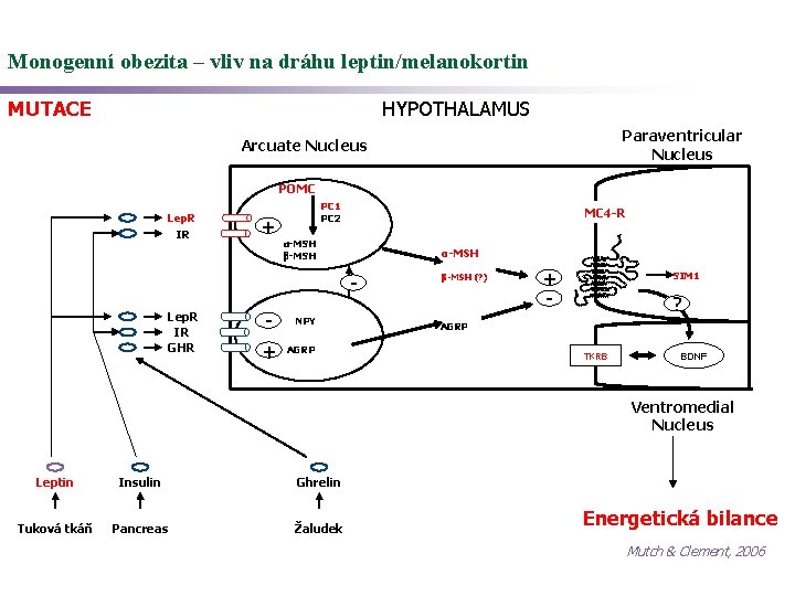 Monogenní obezita – vliv na dráhu leptin/melanokortin MUTACE HYPOTHALAMUS Paraventricular Nucleus Arcuate Nucleus POMC