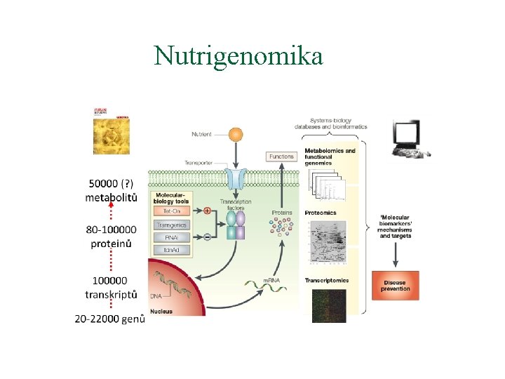 Nutrigenomika 