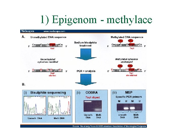 1) Epigenom - methylace 