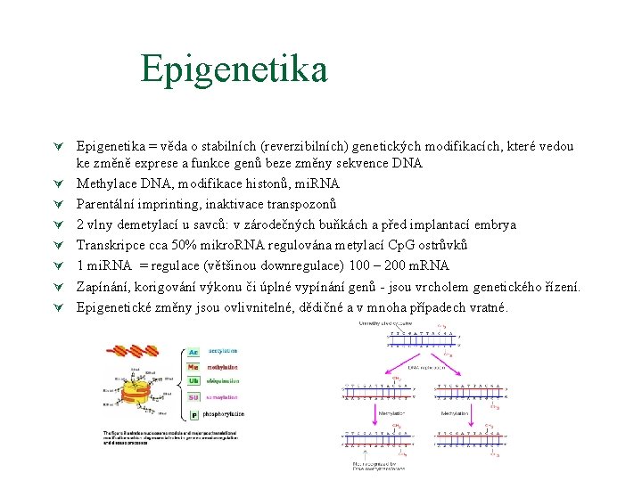 Epigenetika Ú Epigenetika = věda o stabilních (reverzibilních) genetických modifikacích, které vedou Ú Ú