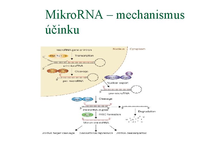 Mikro. RNA – mechanismus účinku 