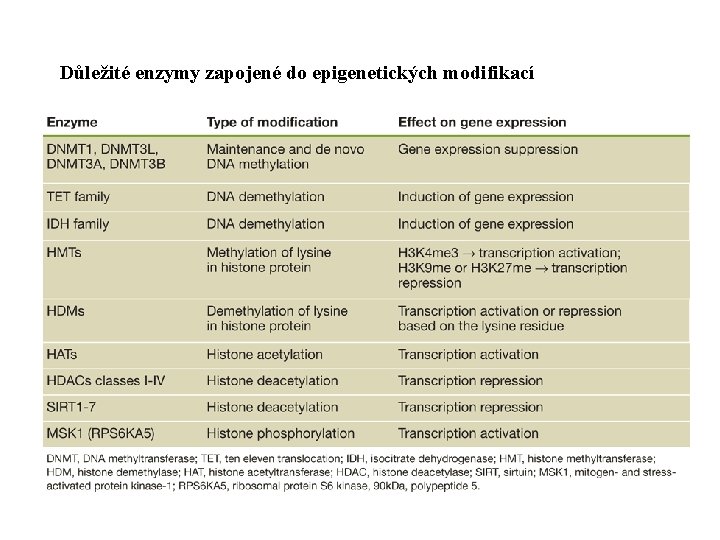 Důležité enzymy zapojené do epigenetických modifikací 