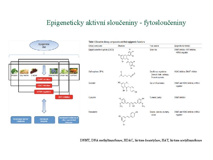 Epigeneticky aktivní sloučeniny - fytosloučeniny DNMT, DNA methyltransferase; HDAC, histone deacetylase; HAT, histone acetyltransferase