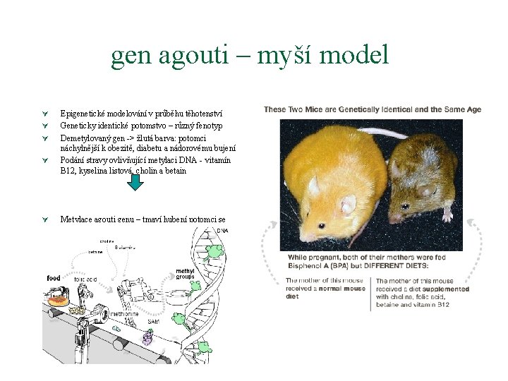 gen agouti – myší model Ú Ú Ú Epigenetické modelování v průběhu těhotenství Geneticky