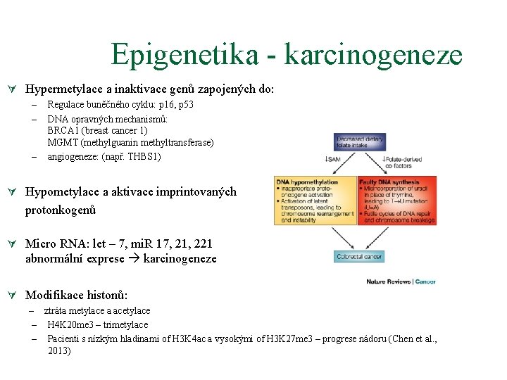 Epigenetika - karcinogeneze Ú Hypermetylace a inaktivace genů zapojených do: – – – Regulace