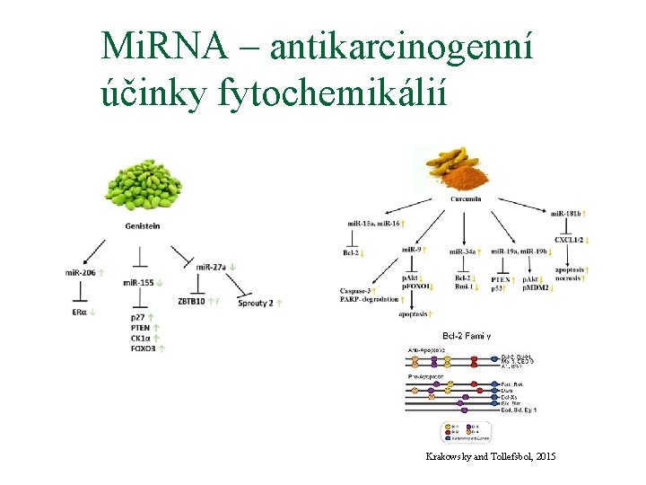 Mi. RNA – antikarcinogenní účinky fytochemikálií Krakowsky and Tollefsbol, 2015 
