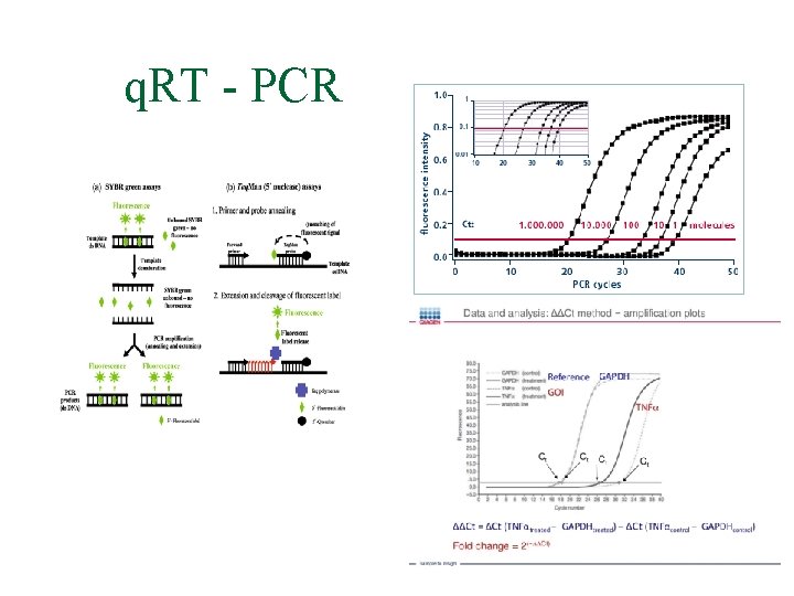 q. RT - PCR 