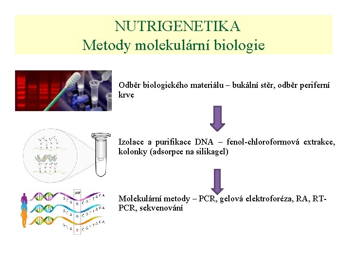  NUTRIGENETIKA Metody molekulární biologie Odběr biologického materiálu – bukální stěr, odběr periferní krve