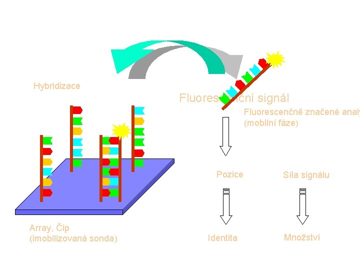 Hybridizace Fluorescenční signál Fluorescenčně značené analy (mobilní fáze) Pozice Array, Čip (imobilizovaná sonda) Identita