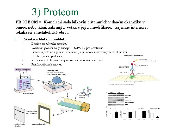 3) Proteom PROTEOM = Kompletní sada bílkovin přítomných v daném okamžiku v buňce, nebo