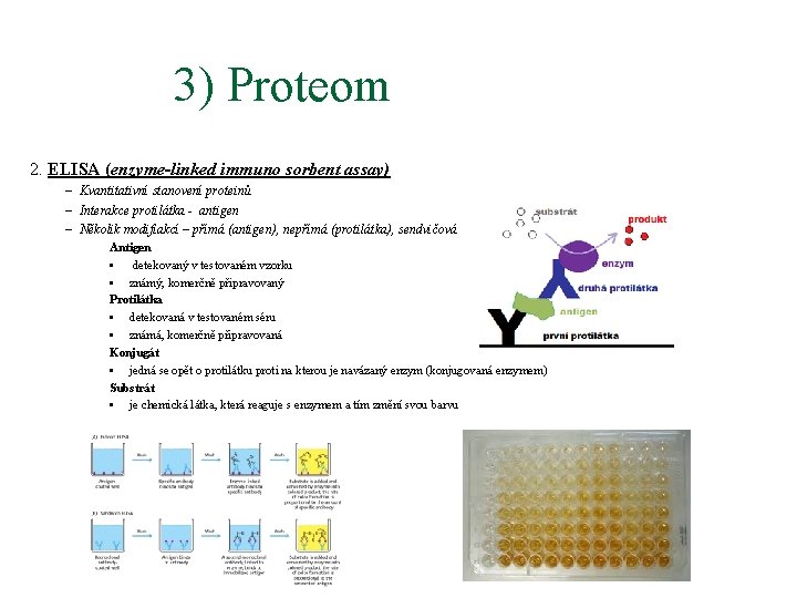 3) Proteom 2. ELISA (enzyme-linked immuno sorbent assay) – Kvantitativní stanovení proteinů – Interakce