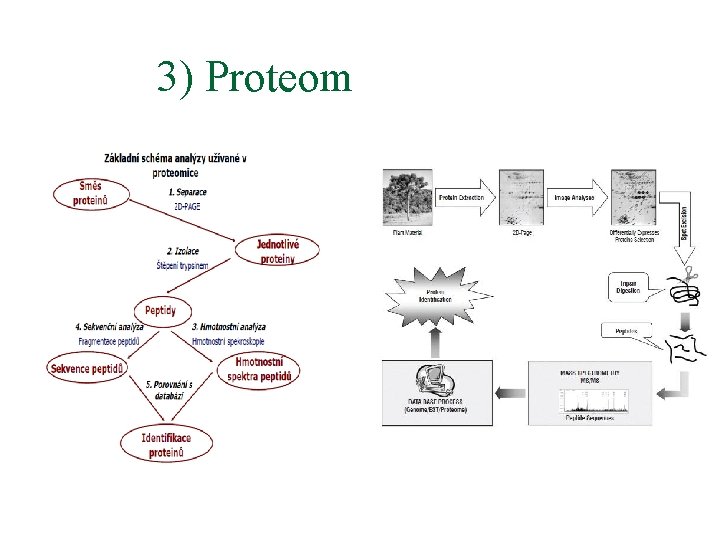 3) Proteom 