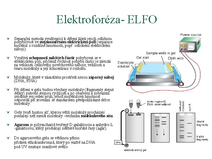 Elektroforéza- ELFO Elektorforéza Ú Separační metoda využívající k dělení látek jejich odlišnou pohyblivost ve