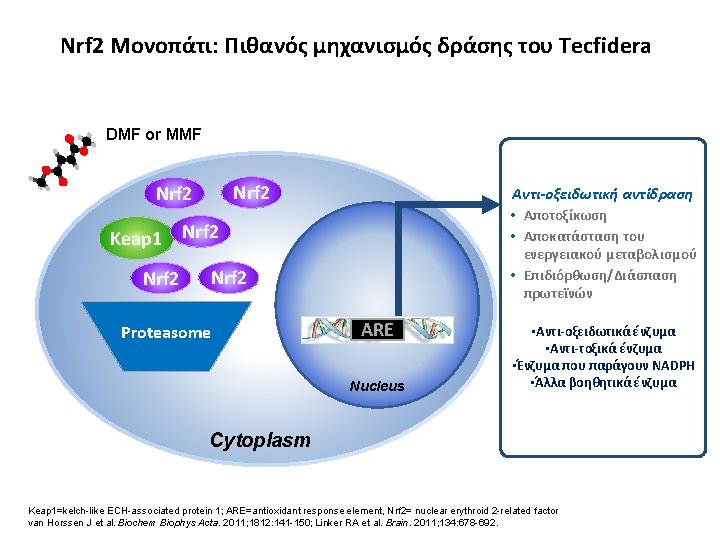 Nrf 2 Μονοπάτι: Πιθανός μηχανισμός δράσης του Tecfidera DMF or MMF Nrf 2 Keap