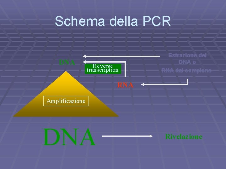 Schema della PCR DNA Reverse transcription Estrazione del DNA o RNA dal campione RNA