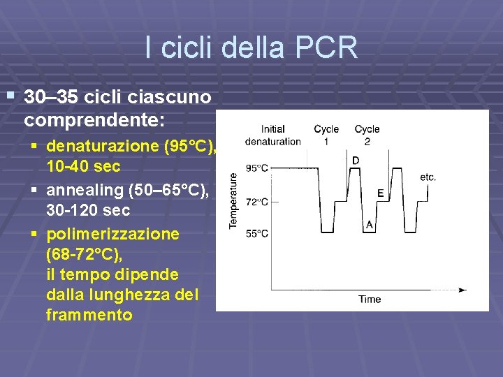 I cicli della PCR § 30– 35 cicli ciascuno comprendente: § denaturazione (95°C), 10