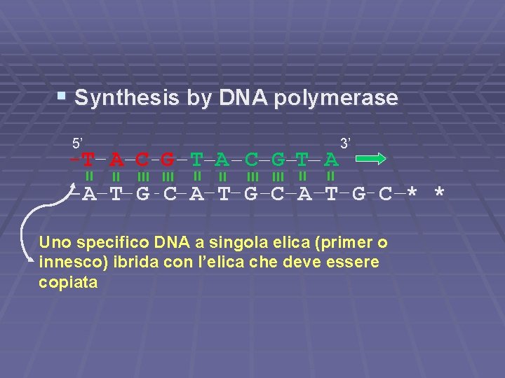 § Synthesis by DNA polymerase 5’ 3’ -T A C G T A -A