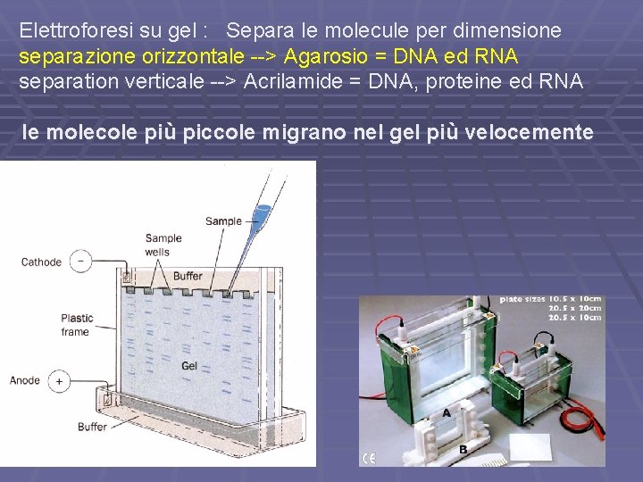 Elettroforesi su gel : Separa le molecule per dimensione separazione orizzontale --> Agarosio =