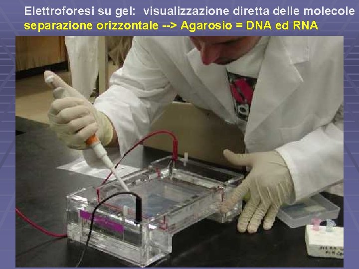 Elettroforesi su gel: visualizzazione diretta delle molecole separazione orizzontale --> Agarosio = DNA ed