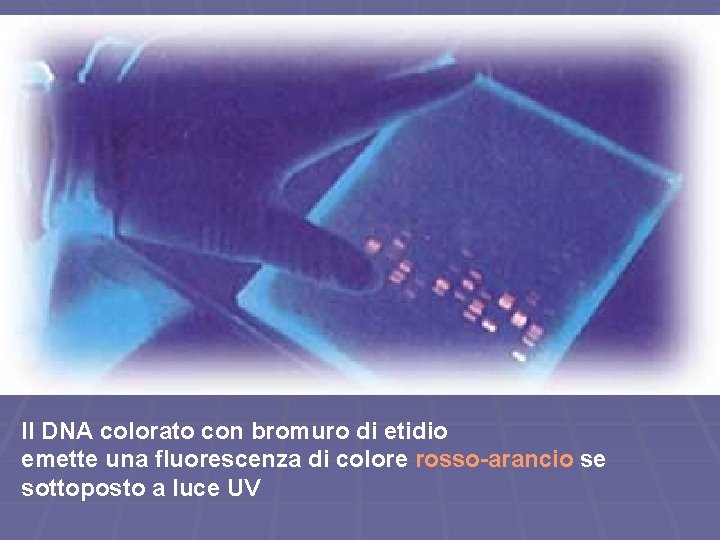 Il DNA colorato con bromuro di etidio emette una fluorescenza di colore rosso-arancio se