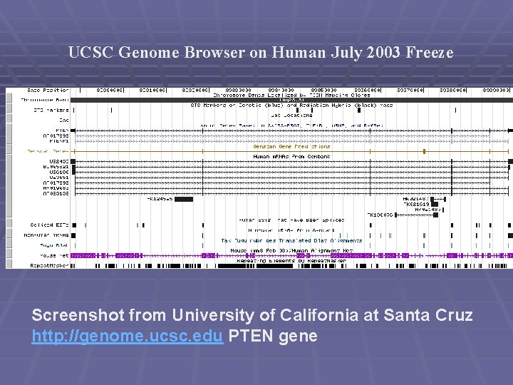 UCSC Genome Browser on Human July 2003 Freeze Screenshot from University of California at