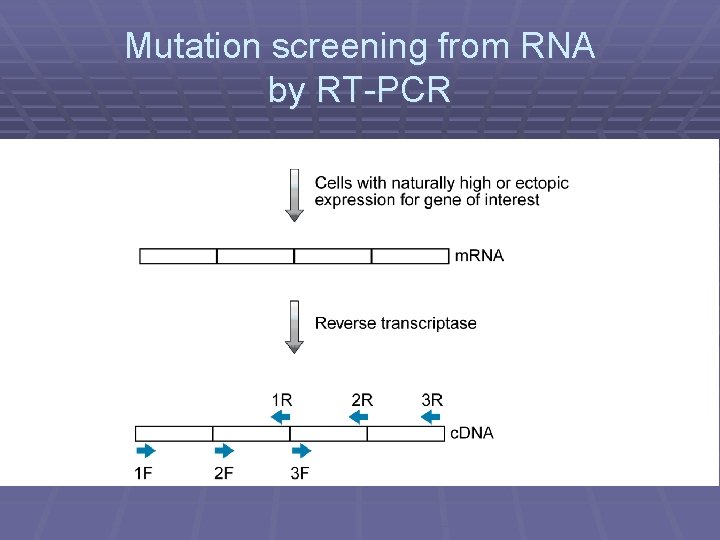 Mutation screening from RNA by RT-PCR 