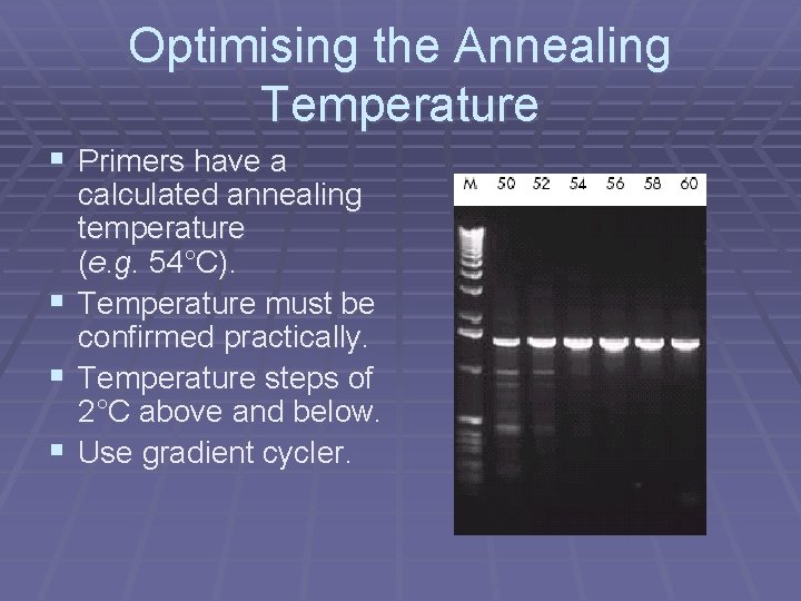 Optimising the Annealing Temperature § Primers have a calculated annealing temperature (e. g. 54°C).