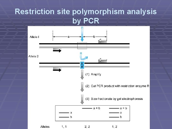 Restriction site polymorphism analysis by PCR 