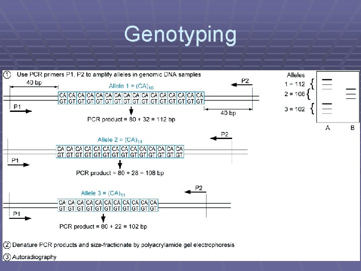 Genotyping 