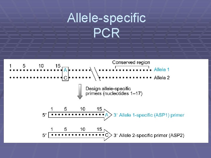 Allele-specific PCR 