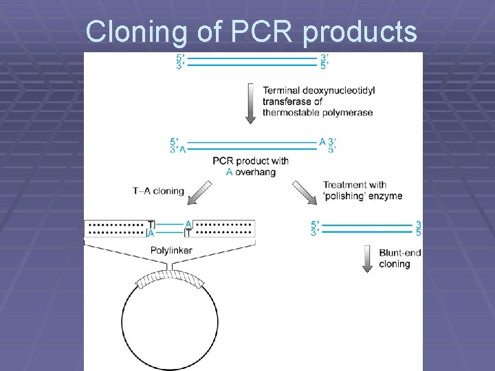 Cloning of PCR products 