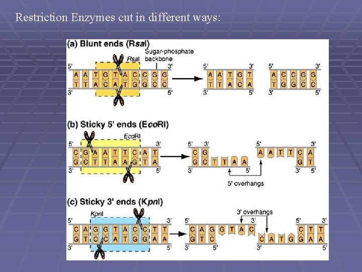 Restriction Enzymes cut in different ways: 