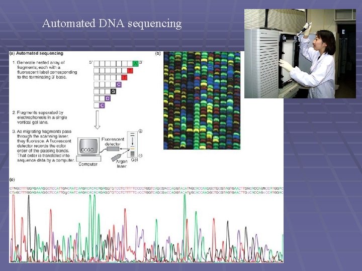 Automated DNA sequencing 