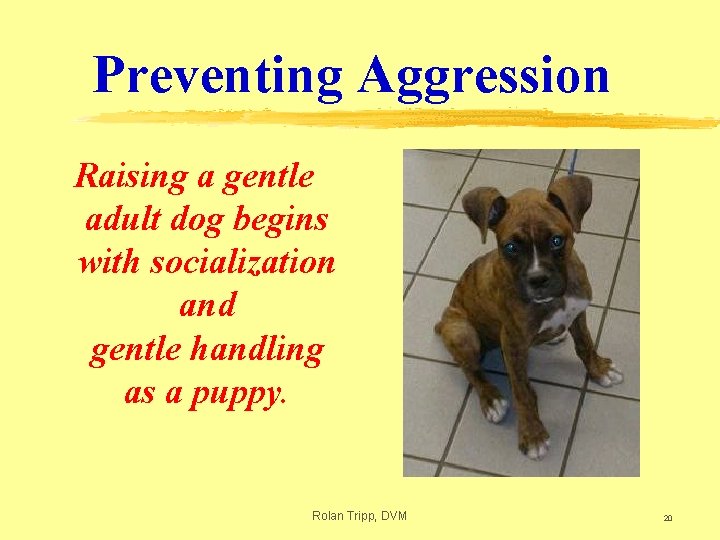 Preventing Aggression Raising a gentle adult dog begins with socialization and gentle handling as