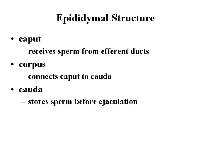 Epididymal Structure • caput – receives sperm from efferent ducts • corpus – connects