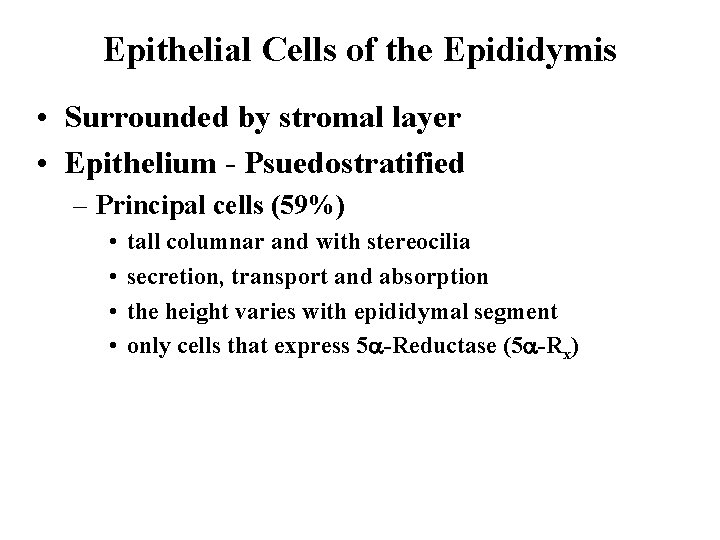 Epithelial Cells of the Epididymis • Surrounded by stromal layer • Epithelium - Psuedostratified