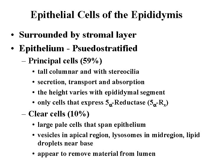Epithelial Cells of the Epididymis • Surrounded by stromal layer • Epithelium - Psuedostratified